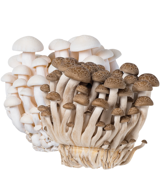 Beech Mushroom