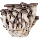 Oyster Mushroom