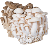 Beech Mushroom
