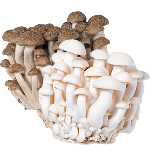 Beech Mushroom