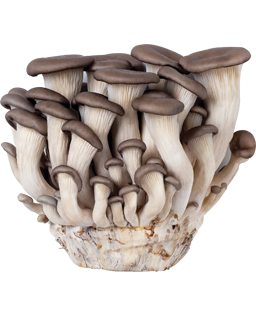 Oyster 느타리 버섯